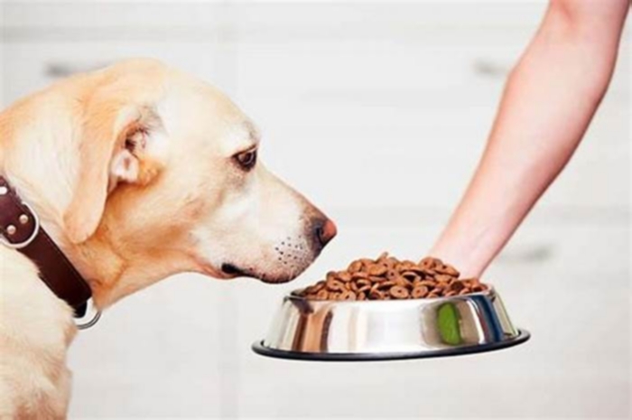 Is too much kibble bad for dogs