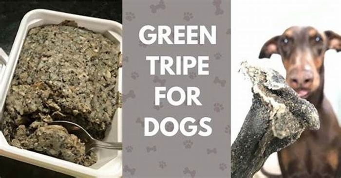 Is too much tripe bad for a dog?