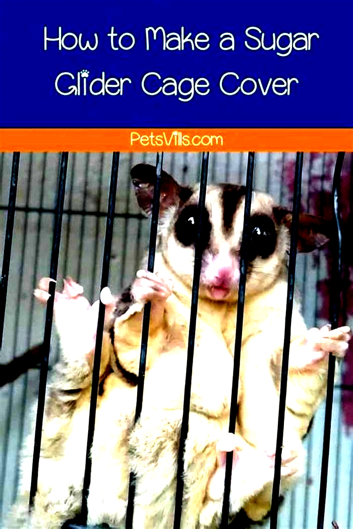 Should I cover my sugar glider cage