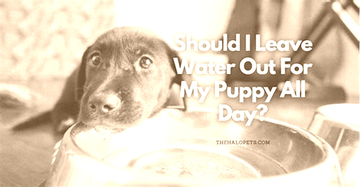 Should I leave water out all day for my dog?