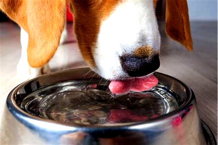 Should I put water in my dog's food?