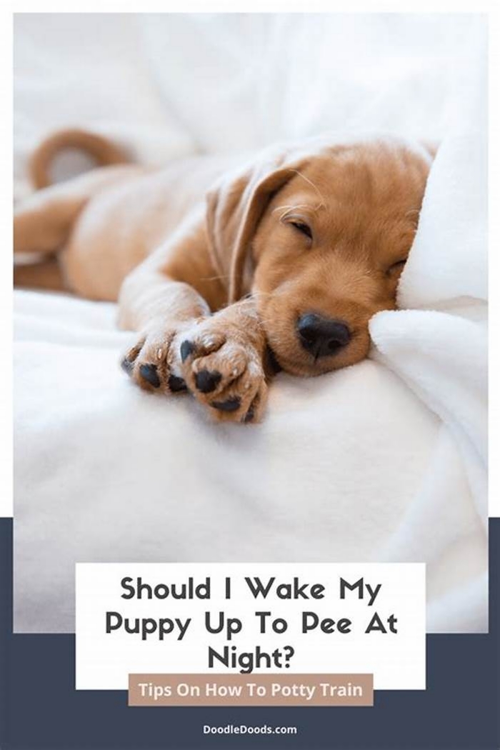 Should I wake my dog up to pee at night?