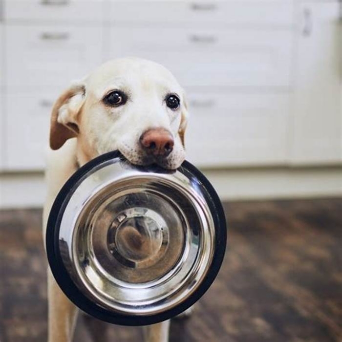 Should I wash my dogs bowl after every meal?