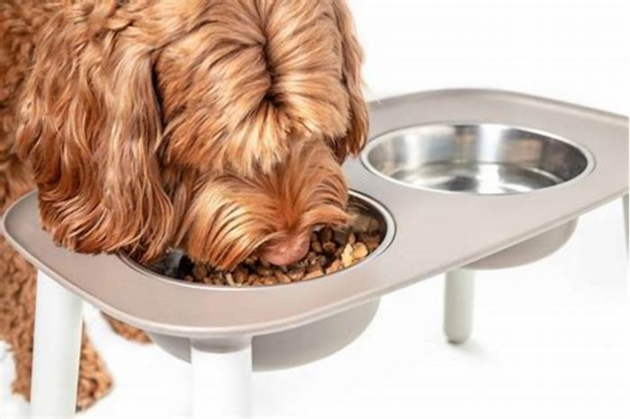 Should big dogs eat out of raised bowls