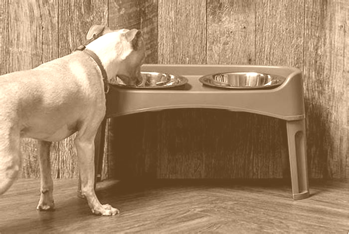 Should dog bowls be on the floor or elevated?