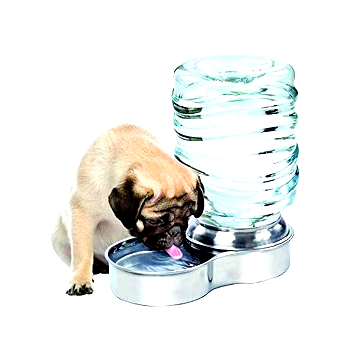 Should dogs drink out of stainless steel bowls