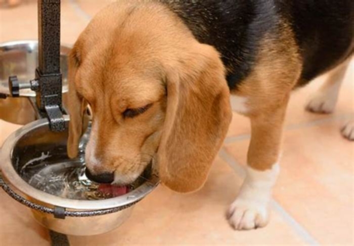 Should dogs drink out of the same water bowl?