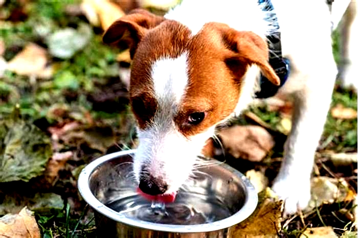 Should dogs drink water after eating