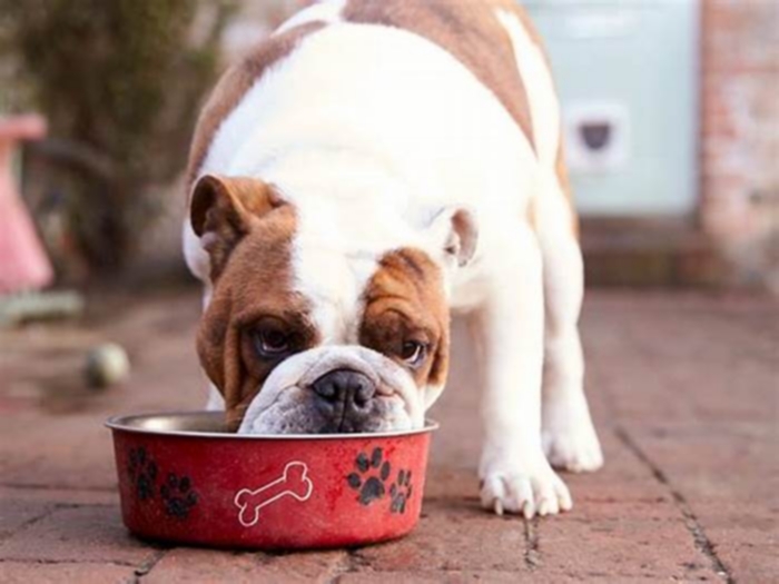 Should dogs eat the same food every day