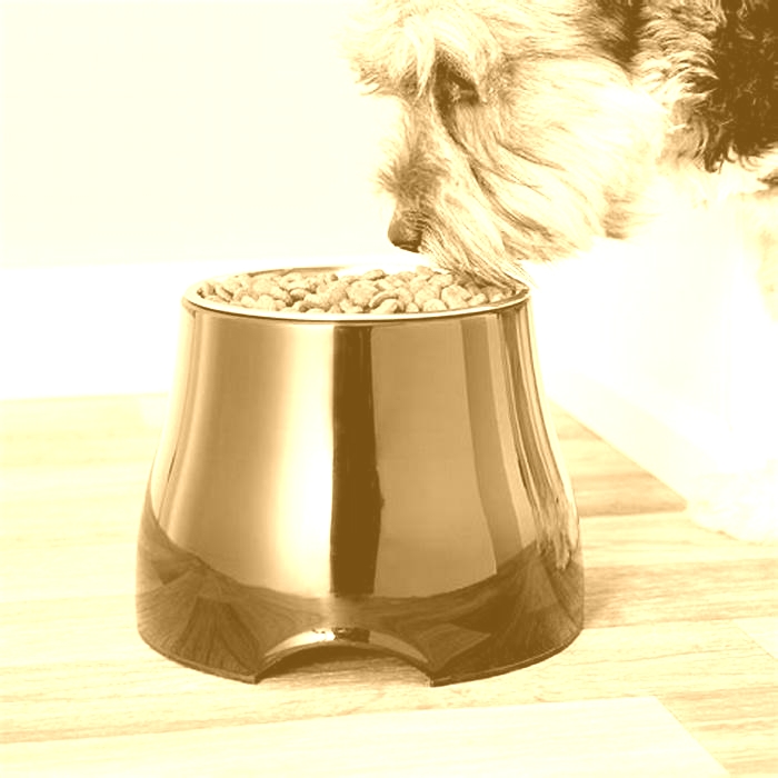 Should dogs have raised food and water bowls?