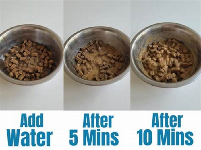 Should you add water to dry dog food