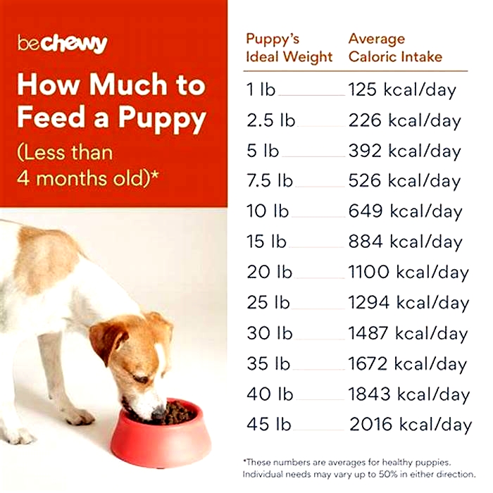 Should you feed dogs at the same time every day?