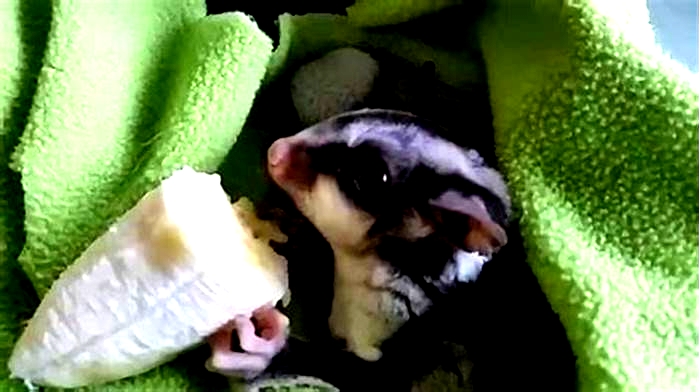 What are sugar gliders favorite fruit?