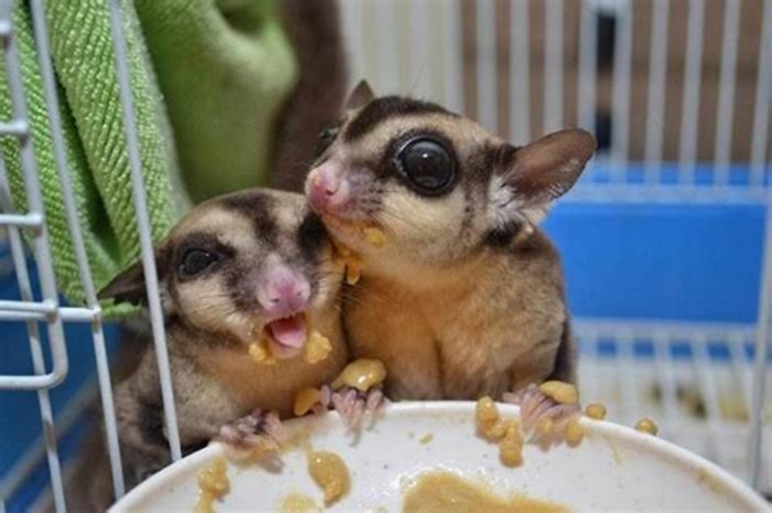 What are the best snacks for sugar gliders?