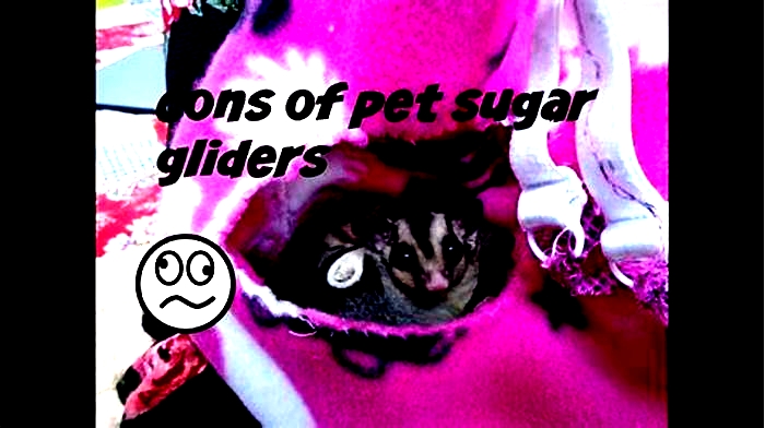 What are the cons of owning a sugar glider?