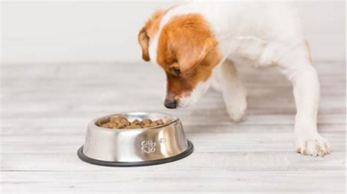 What are the pros and cons of dog kibble?