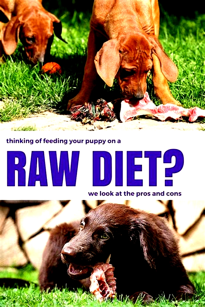 What are the pros and cons of feeding dogs raw meat?