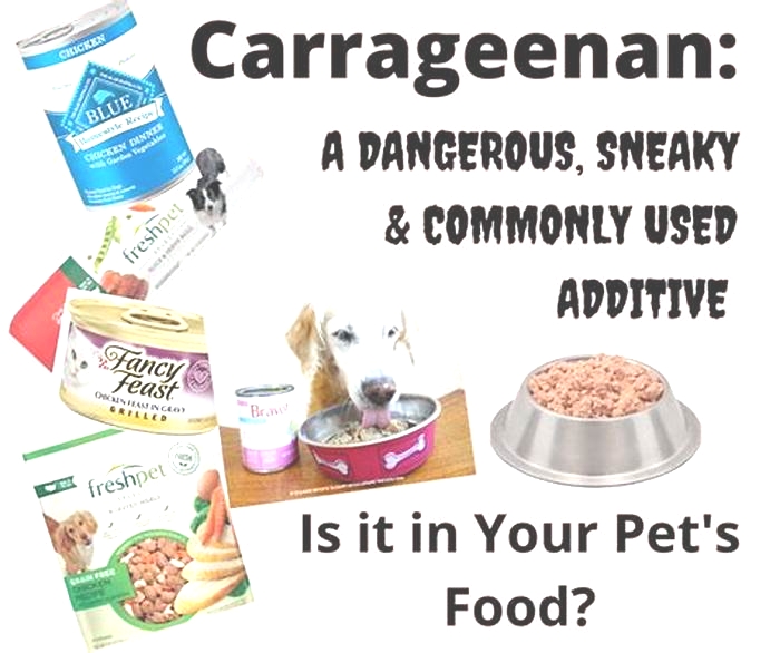 What are the side effects of carrageenan in dog food?