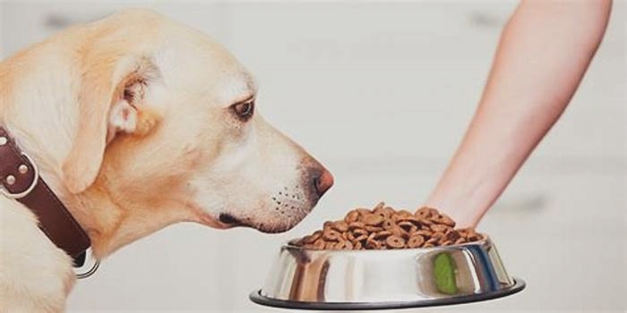 What are the symptoms of too much protein in a dog