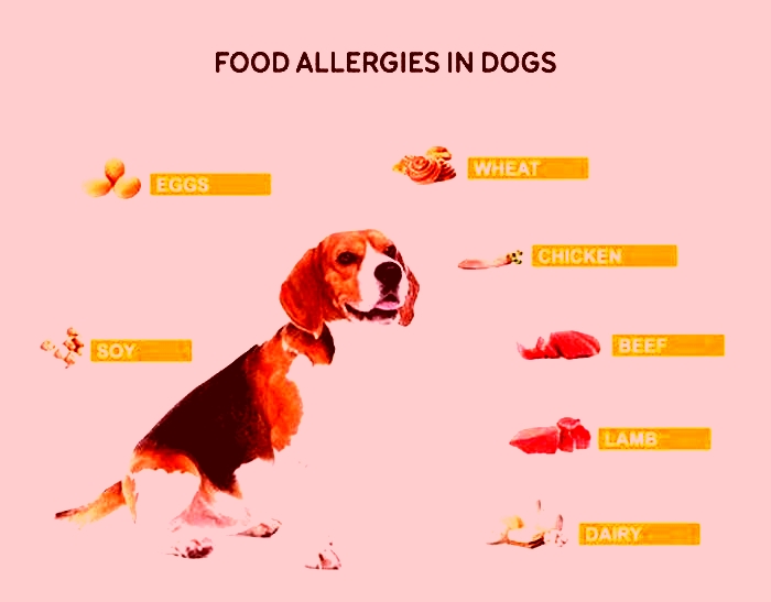 What are the worst food allergies for dogs?