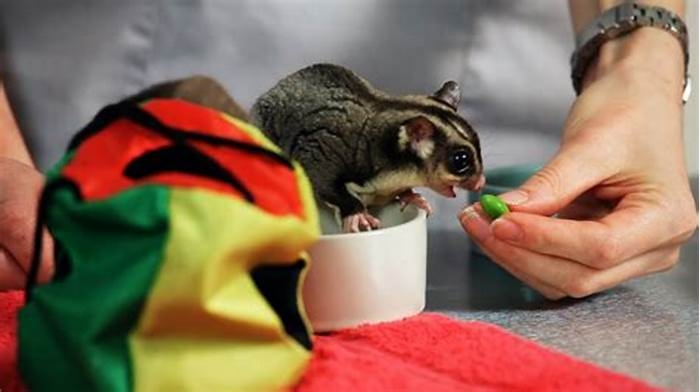 What can I not feed my sugar glider?