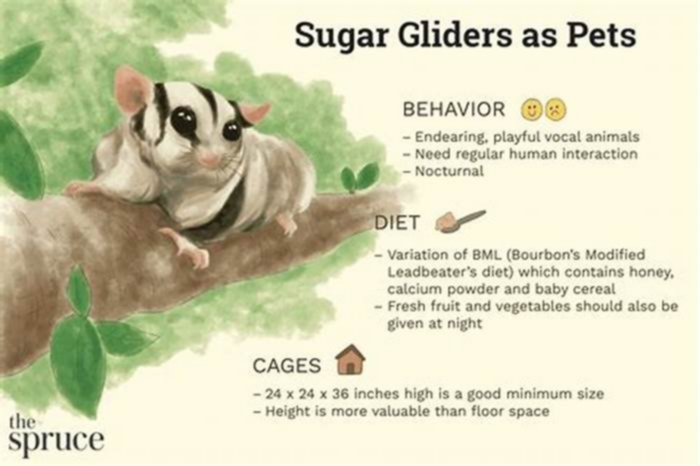 What can sugar gliders drink