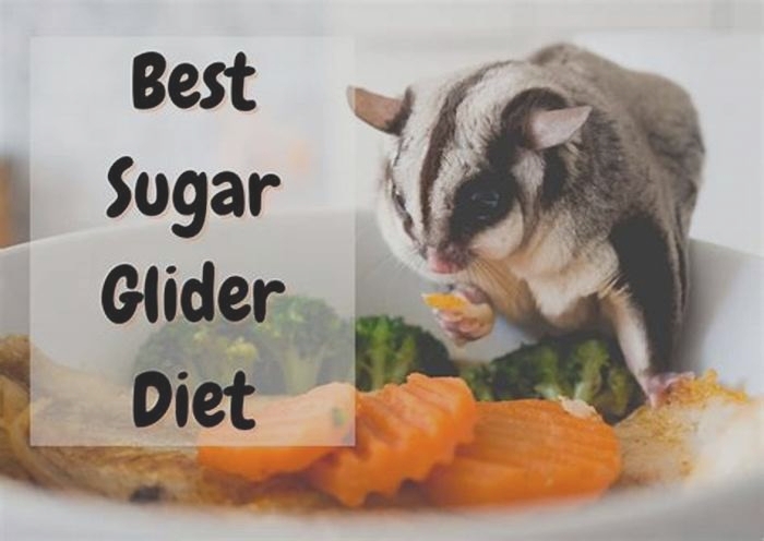 What can sugar gliders not eat