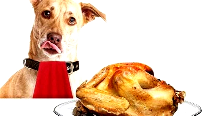 What chicken to give dogs?