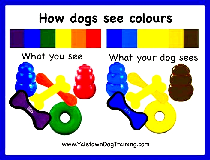 What color is hardest for dogs to see?