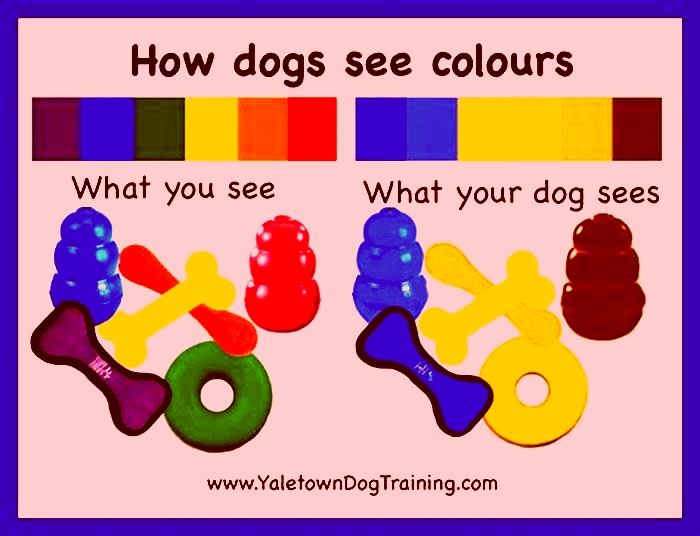 What colors can dogs see