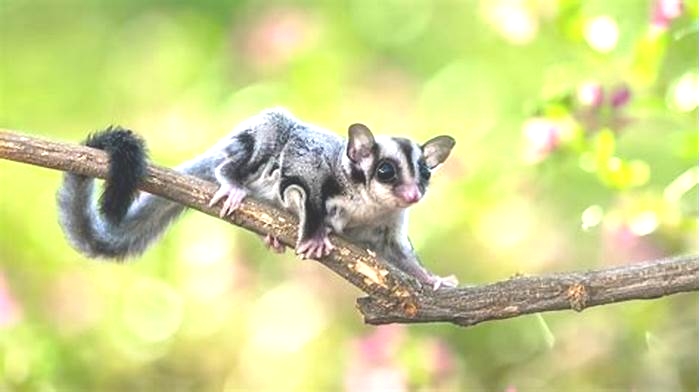 What do sugar gliders do at night?