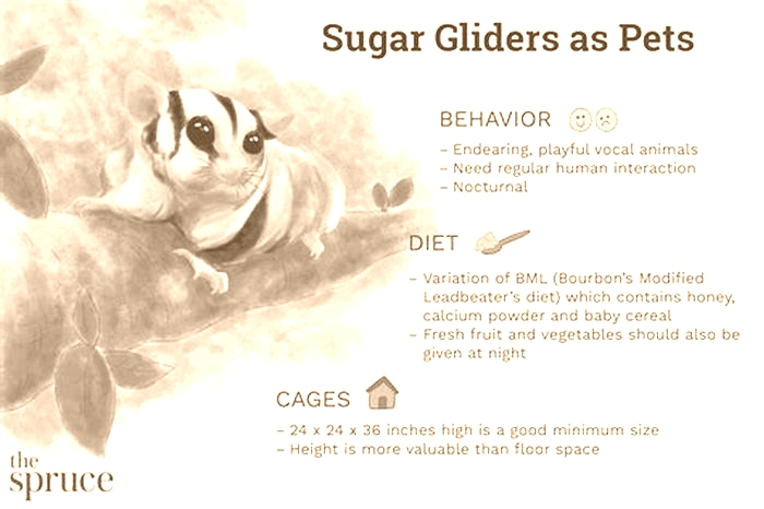 What do sugar gliders like to drink?