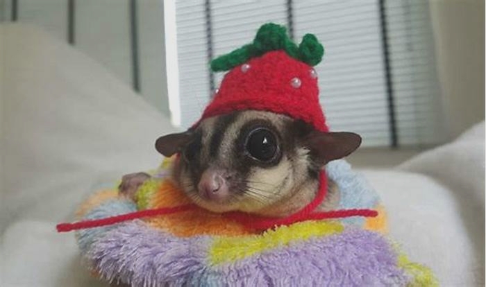 What do sugar gliders like to play with?