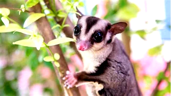 What do sugar gliders not like?