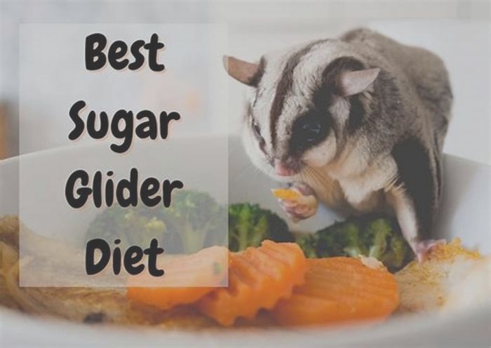 What do you feed sugar gliders in a pinch?