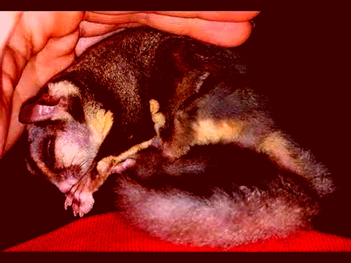 What does a sick sugar glider look like?