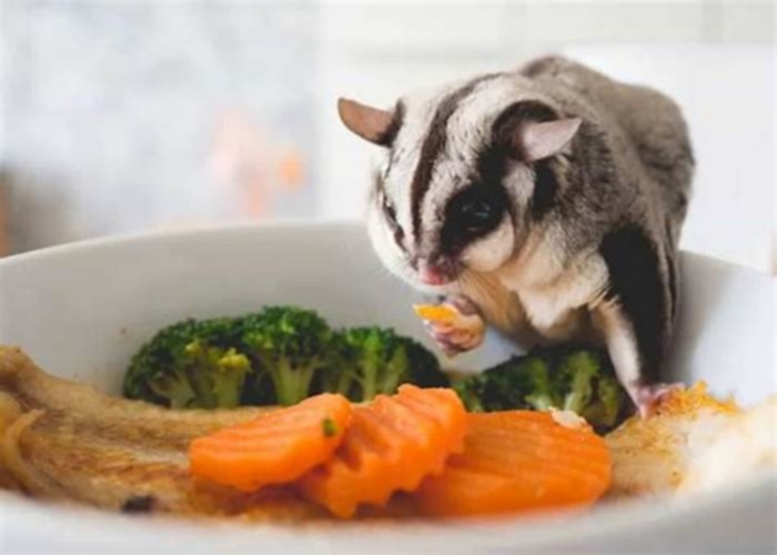 What does a sugar glider eat