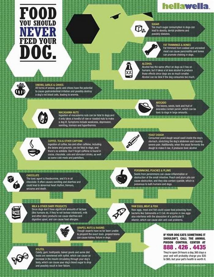 What dog food brands should you not feed your dog