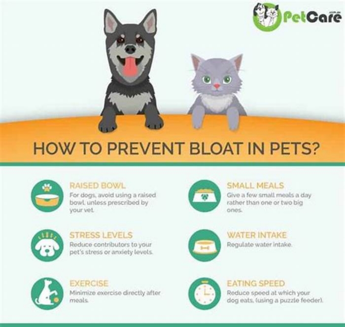 What dog food prevents bloat