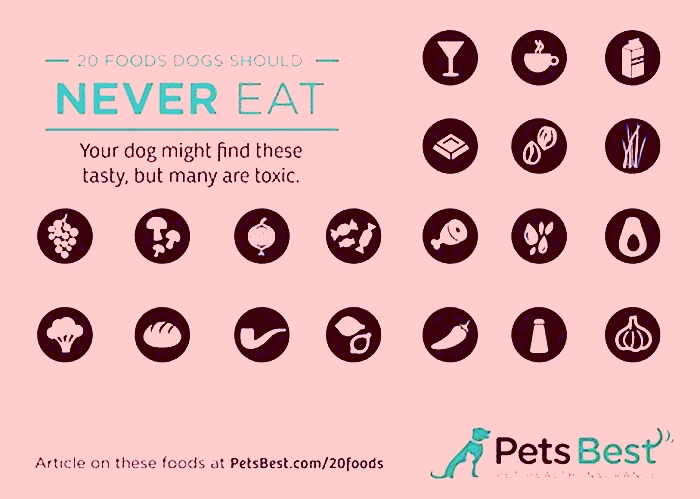 What dogs should not eat raw meat