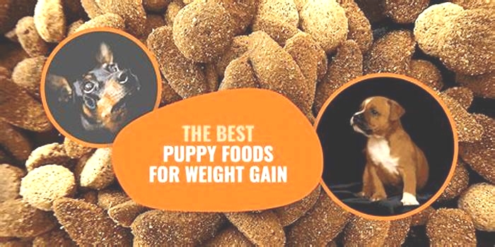 What food helps dogs gain weight