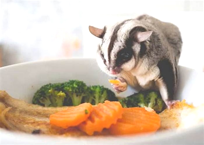 What foods are harmful to sugar gliders