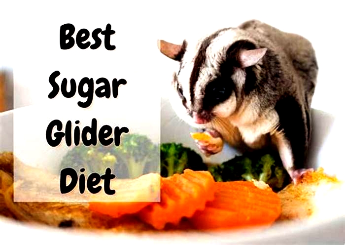 What foods are toxic to sugar gliders