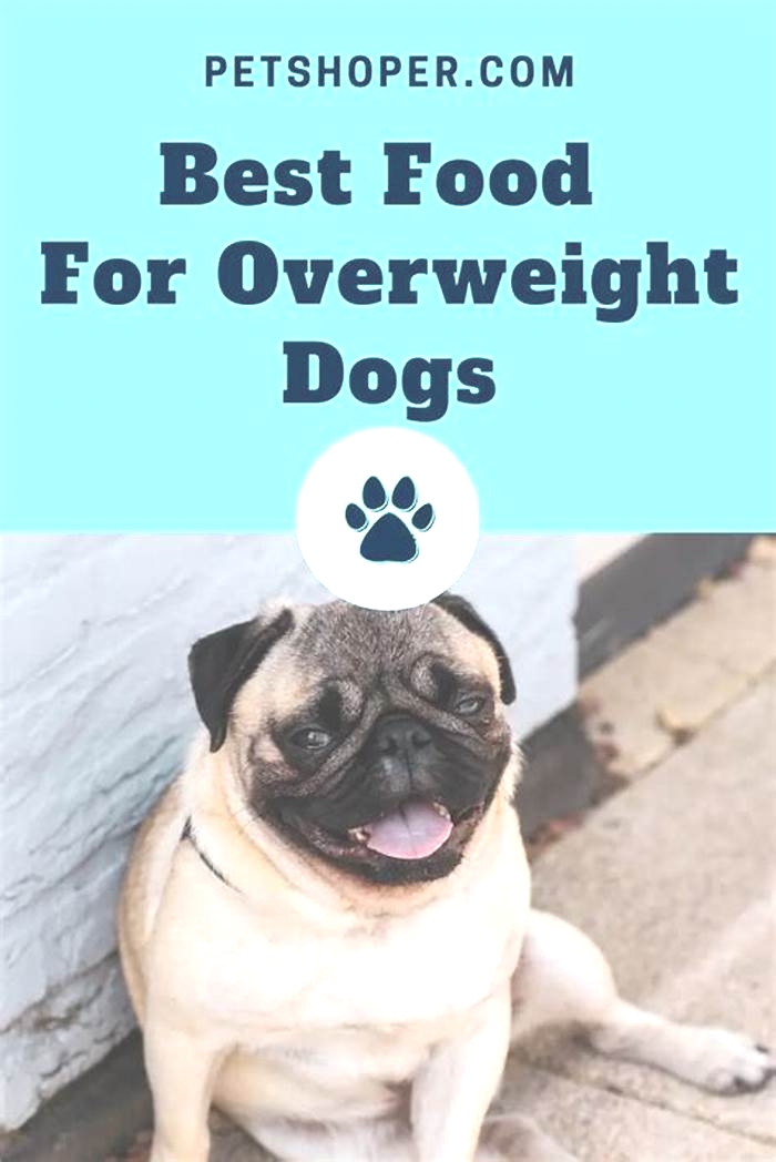 What foods make dogs overweight