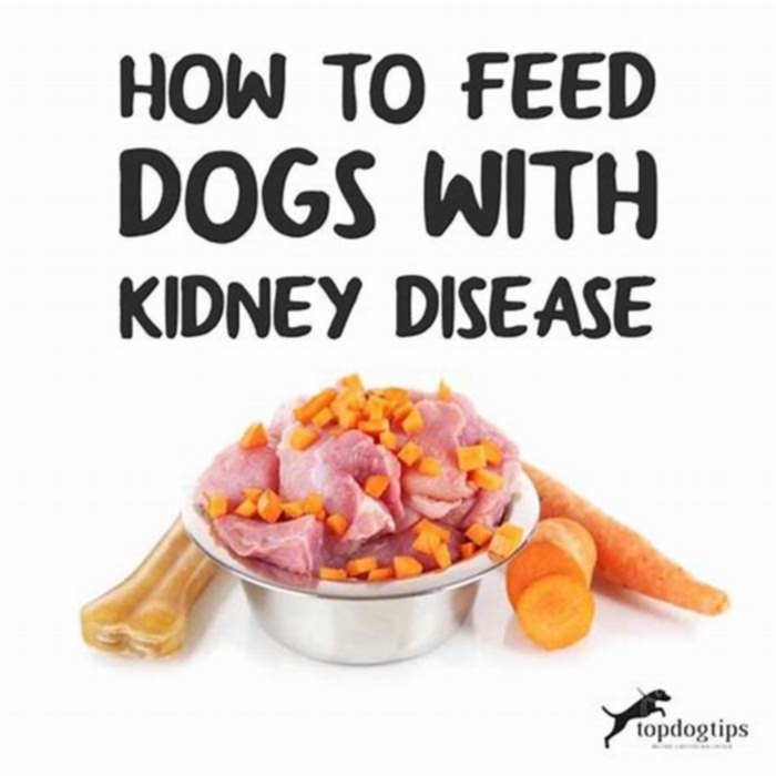 What foods should dogs with kidney problems avoid