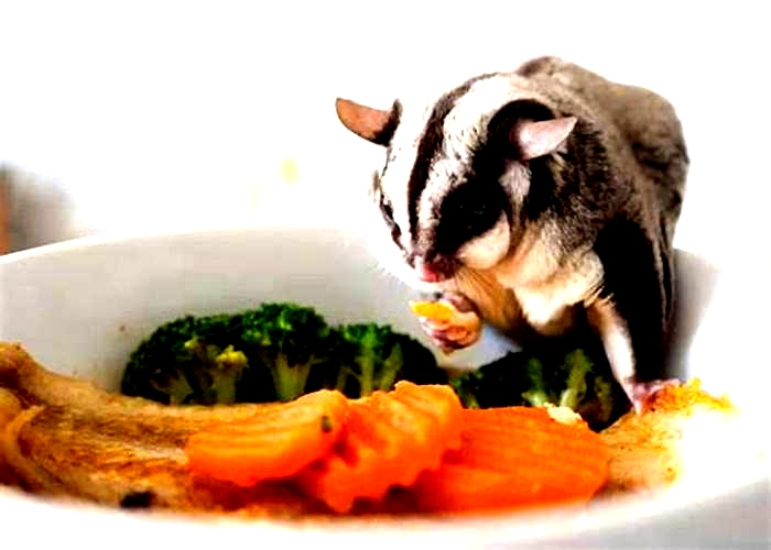 What fruit and vegetables can sugar gliders eat