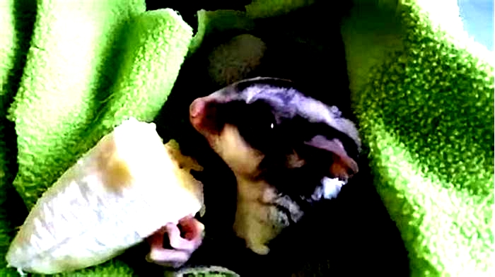 What fruits can sugar gliders eat?