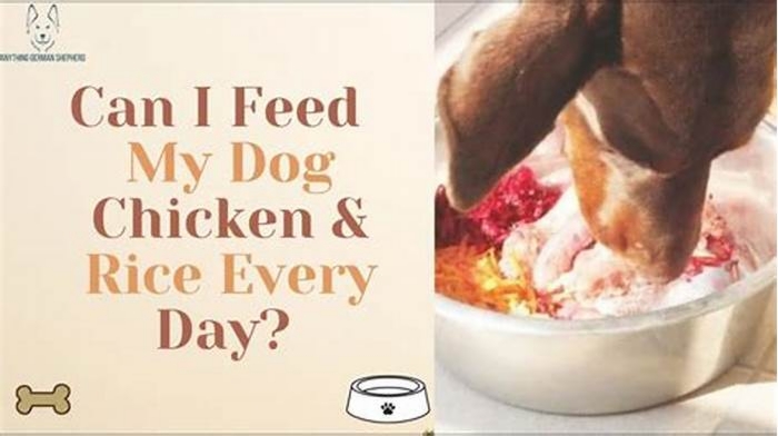 What happens if I feed my dog chicken and rice everyday?