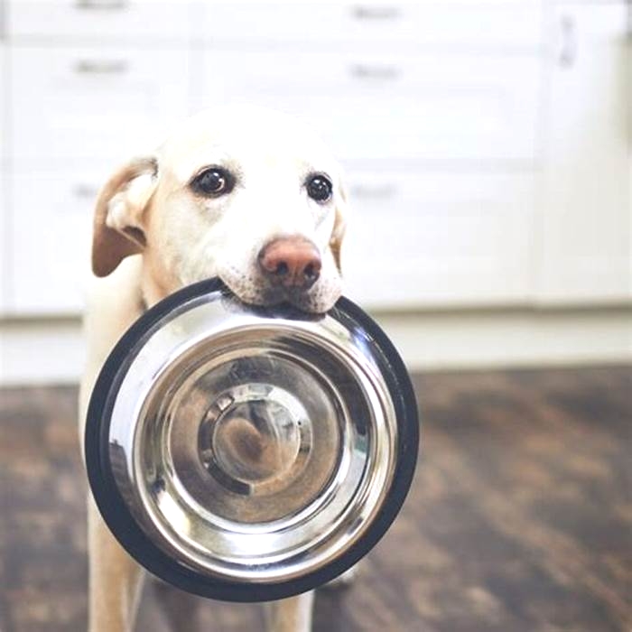 What happens if you don't wash dog bowls?