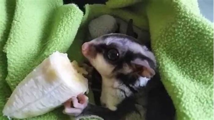 What is a sugar gliders favorite fruit?